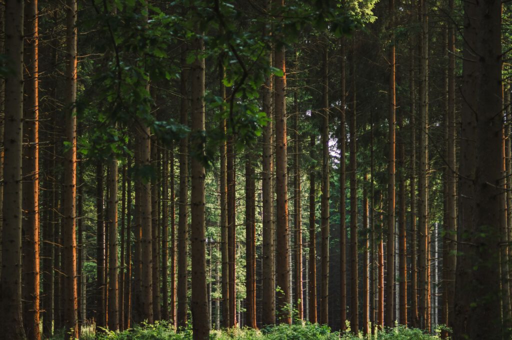 Coaching in de natuur: wat het buiten anders maakt