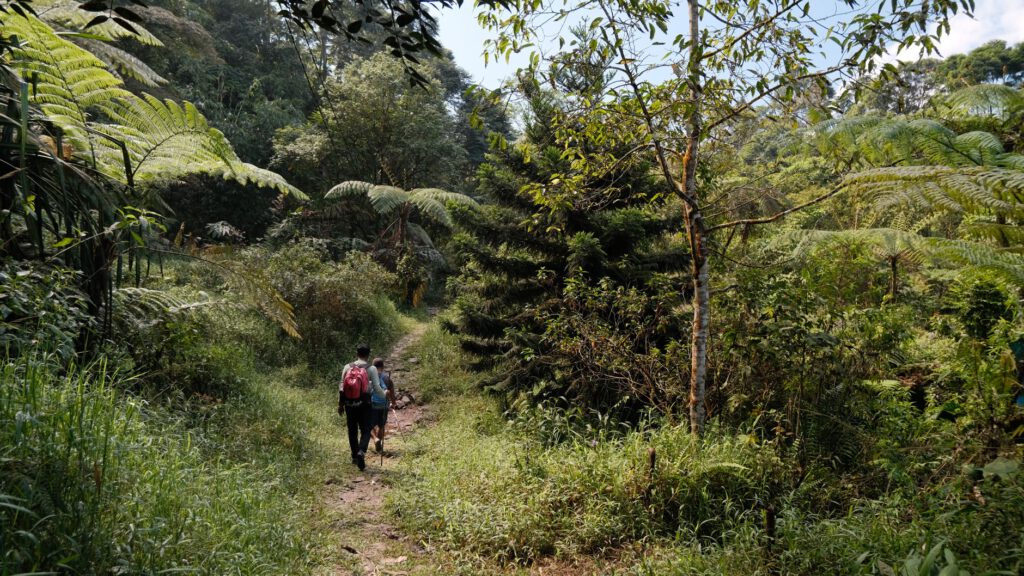 Wat is wandelcoaching en voor wie werkt het?