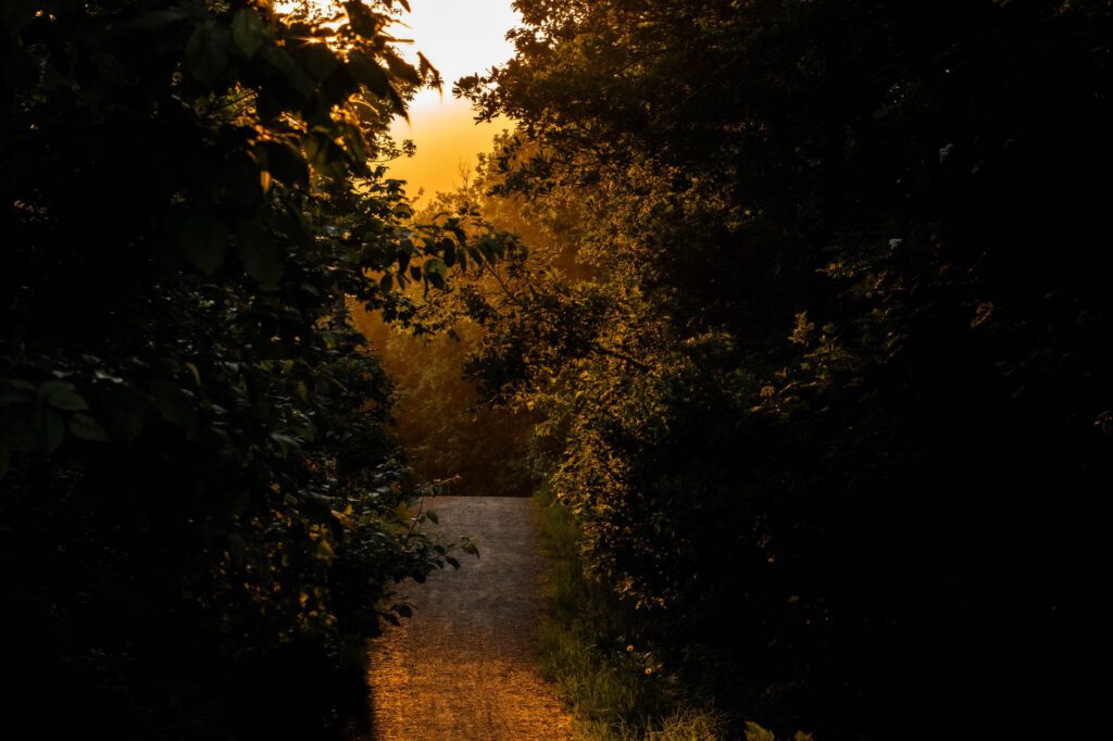 Bospad in warm ochtendlicht