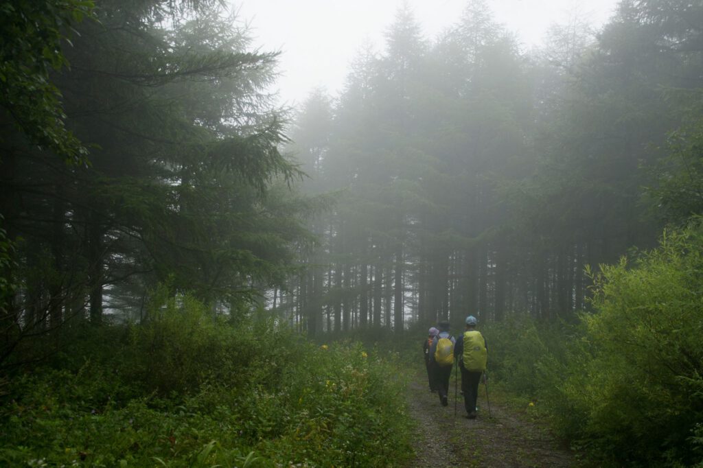 Wandelpad door het bos in de ochtendmist